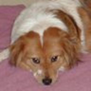 Meet your Posher, Companion